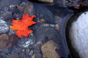 Autumn Leaf in Creek